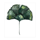 Botanical Illustration Ginko (Print Only) thumbnail