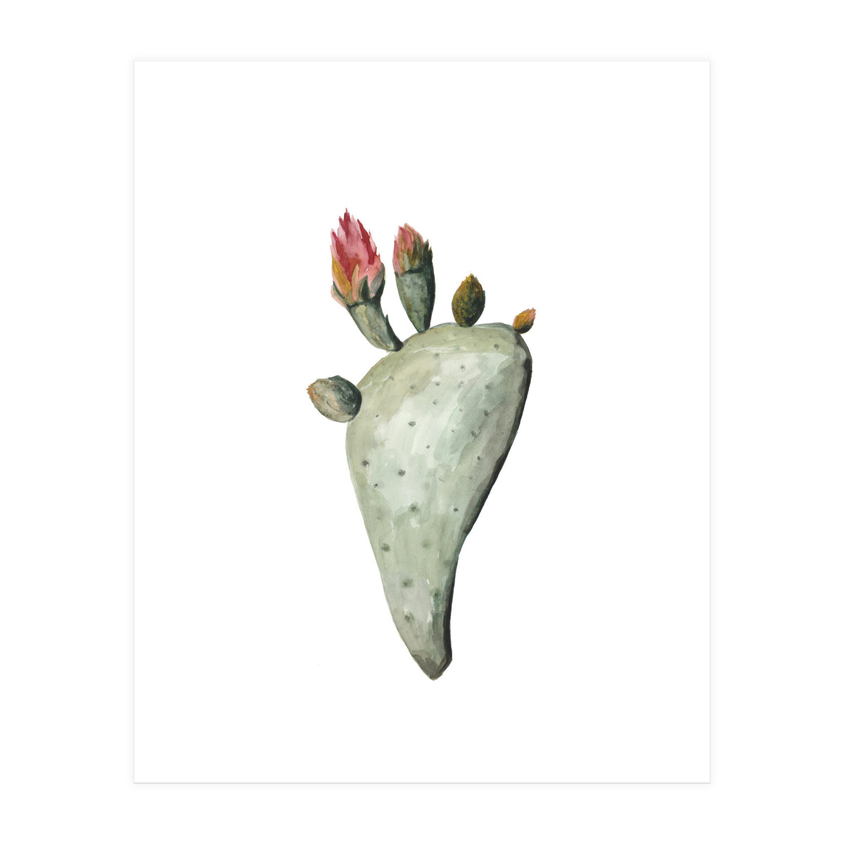 Botanical Illustration Cactus Flowers (Print Only)