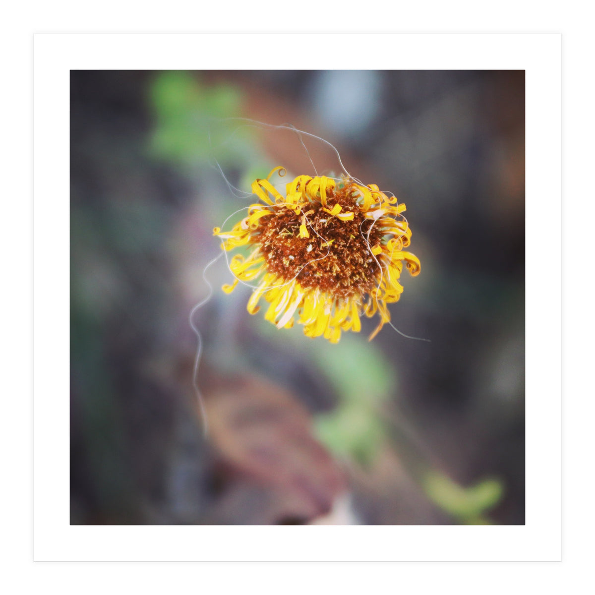 yellow daisy (Print Only)