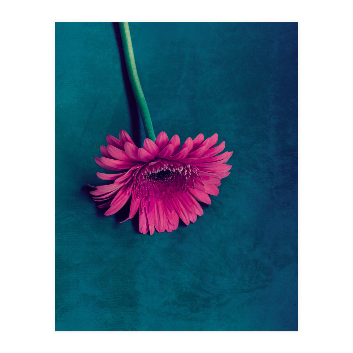 Gerbera for love (Print Only)