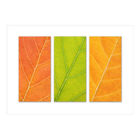 Autumn Leaves (Print Only)