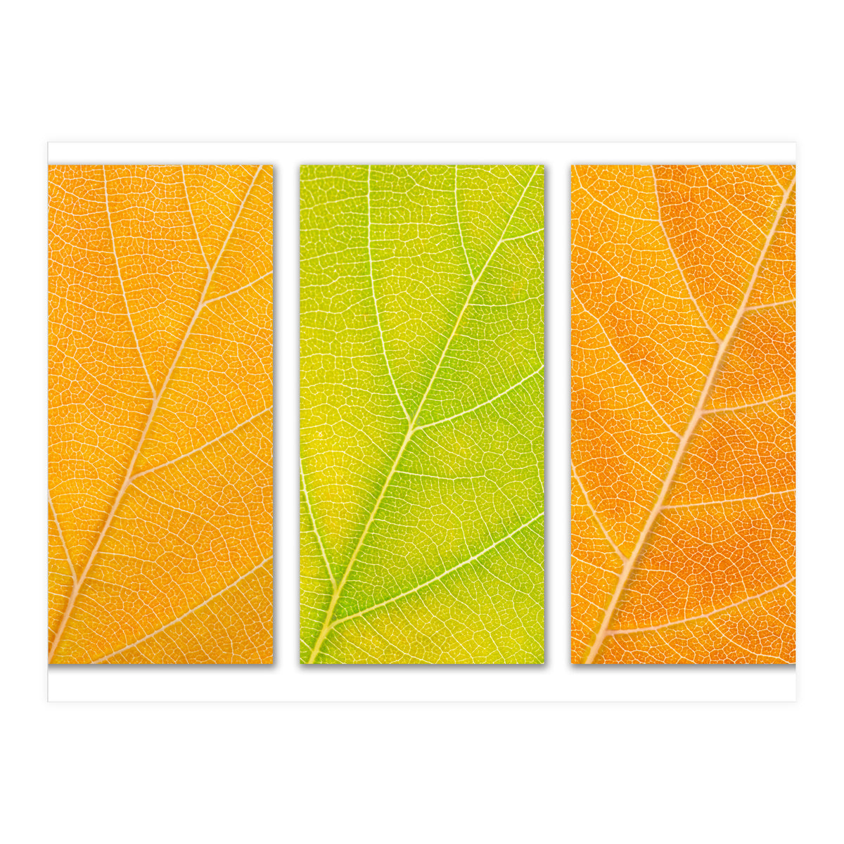 Autumn Leaves (Print Only)