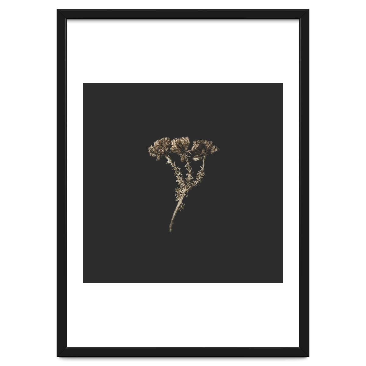 Gold Burst Botanicals - Square