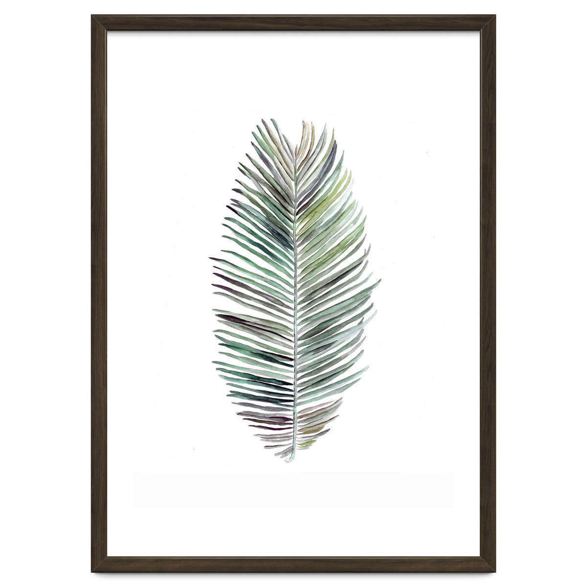 Botanical Illustration Cocos Palm