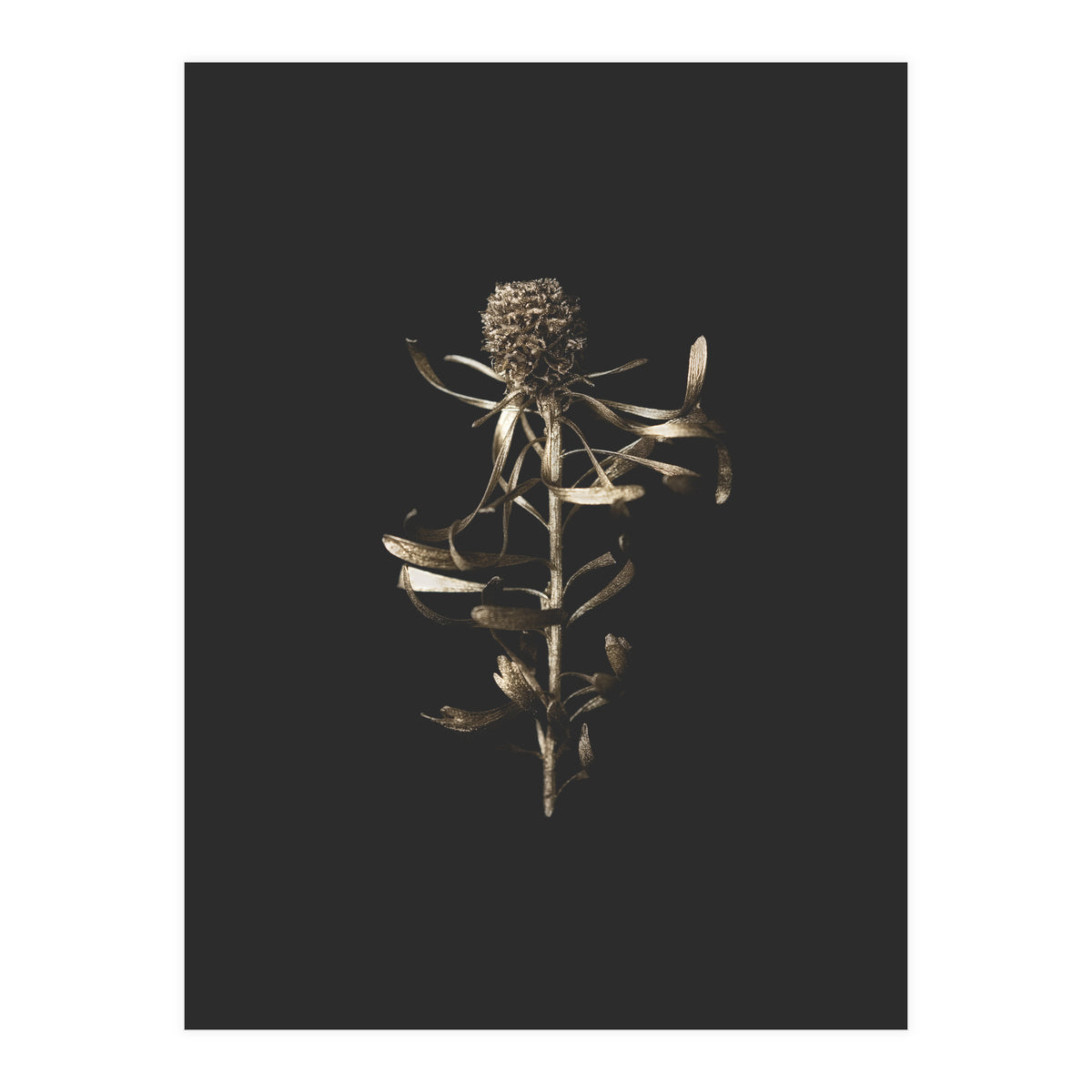 Golden Botanicals -  Square (Print Only)