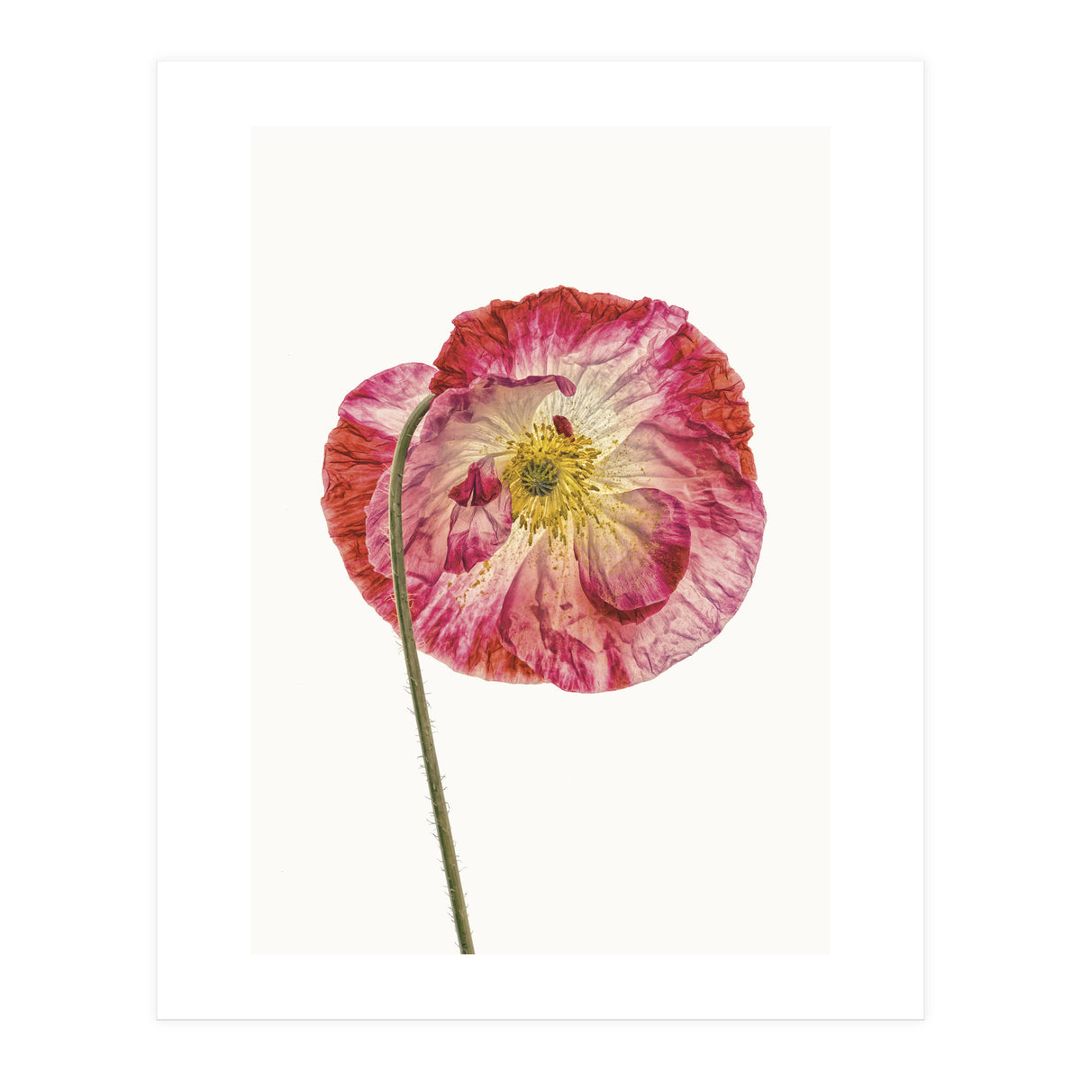 Cc Poppy 04 (Print Only)