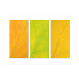 Autumn Leaves (Print Only) thumbnail