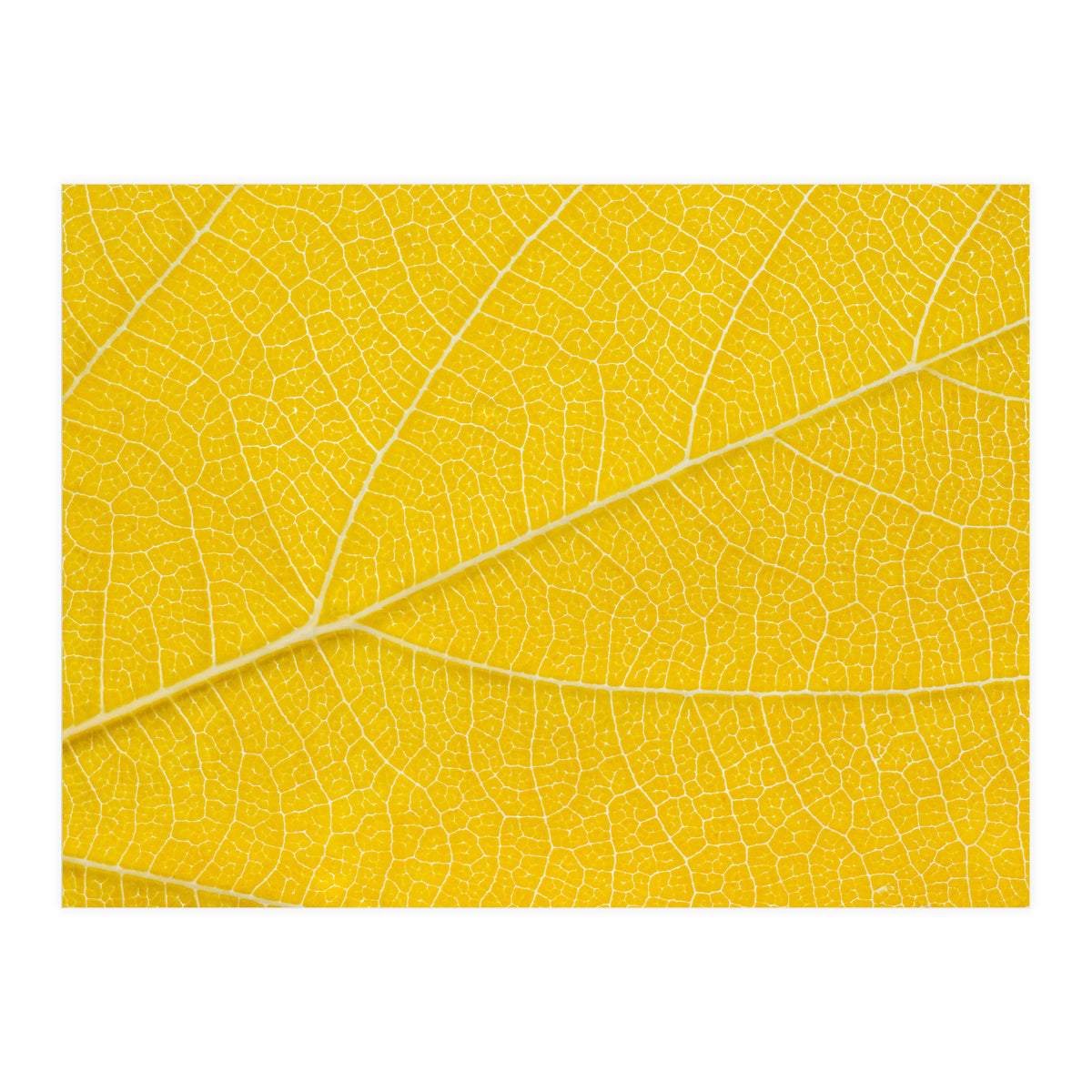 Autumn Leaf (Print Only)