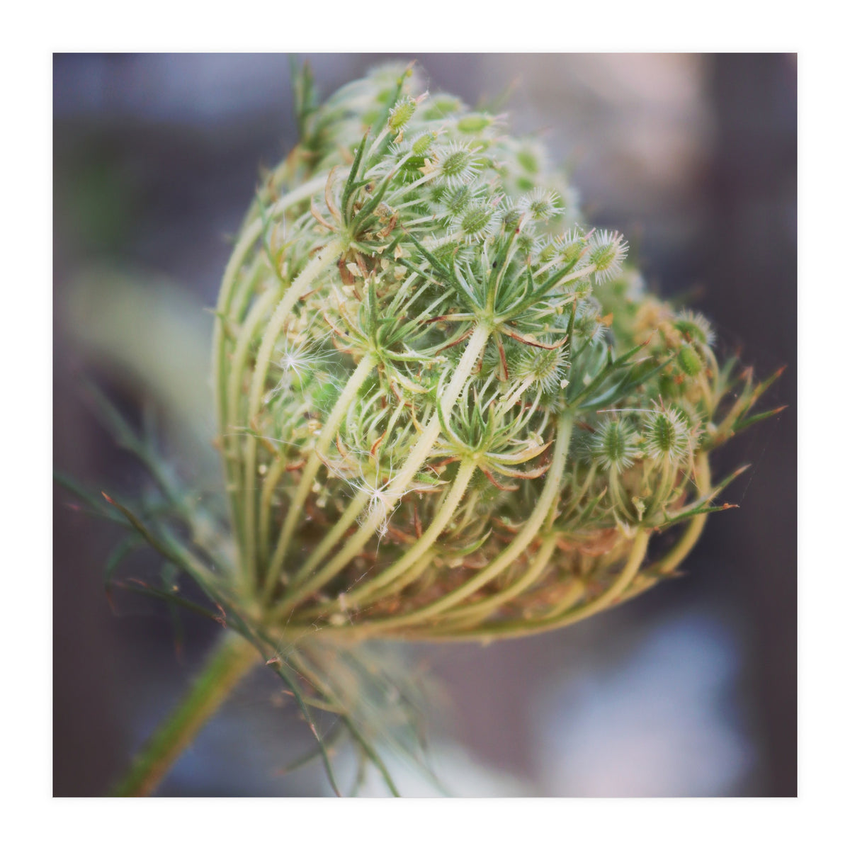 Seed head (Print Only)