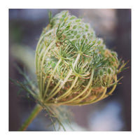 Seed head (Print Only)