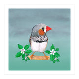 Zebra finch (Print Only) thumbnail