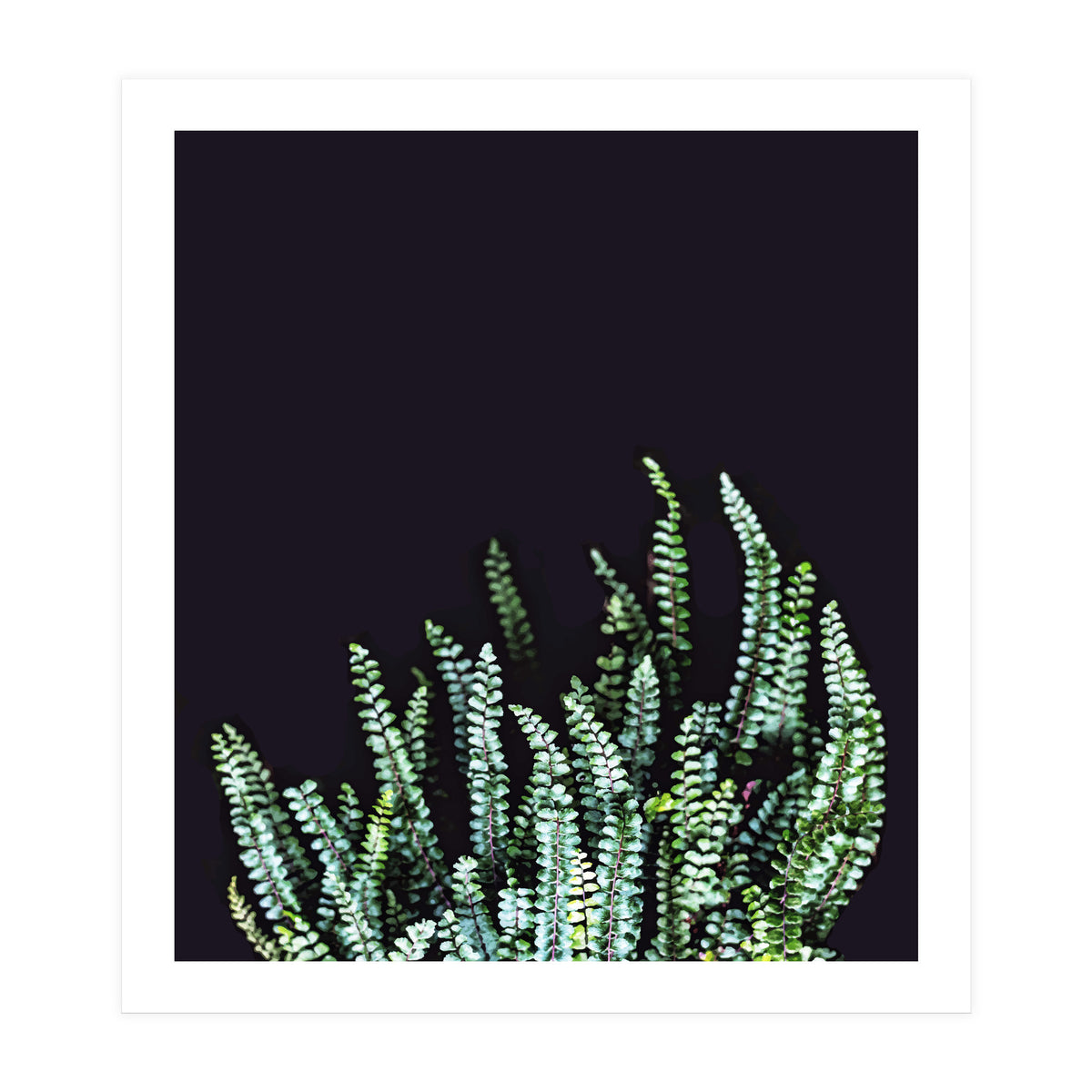 Dark Nature (Print Only)