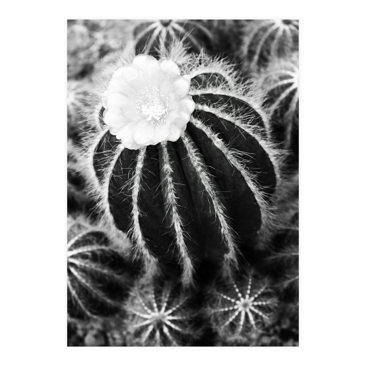 Cactus (Print Only)