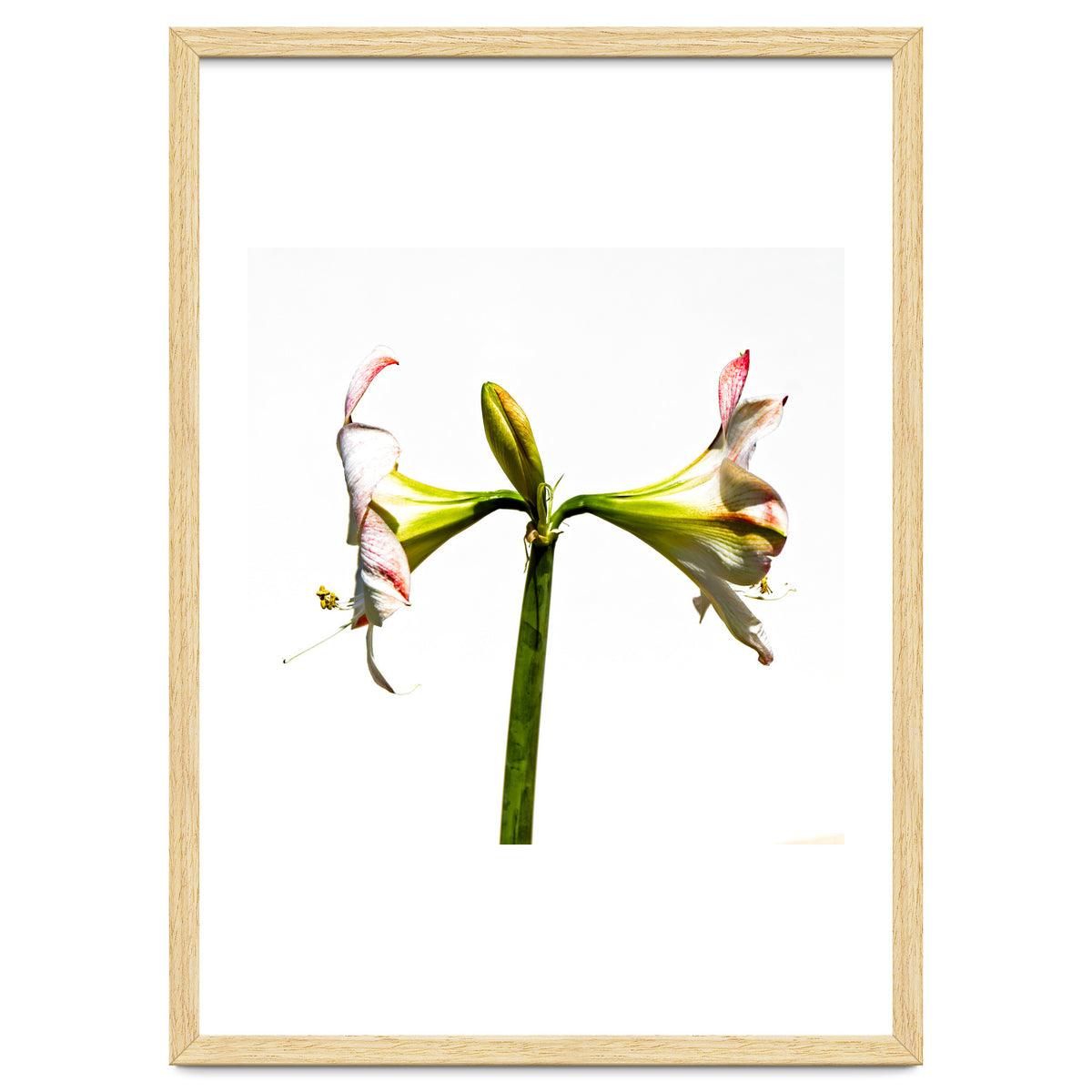 Amaryllis 3