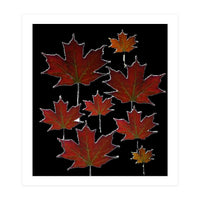 Autumn leaves (2) (Print Only)