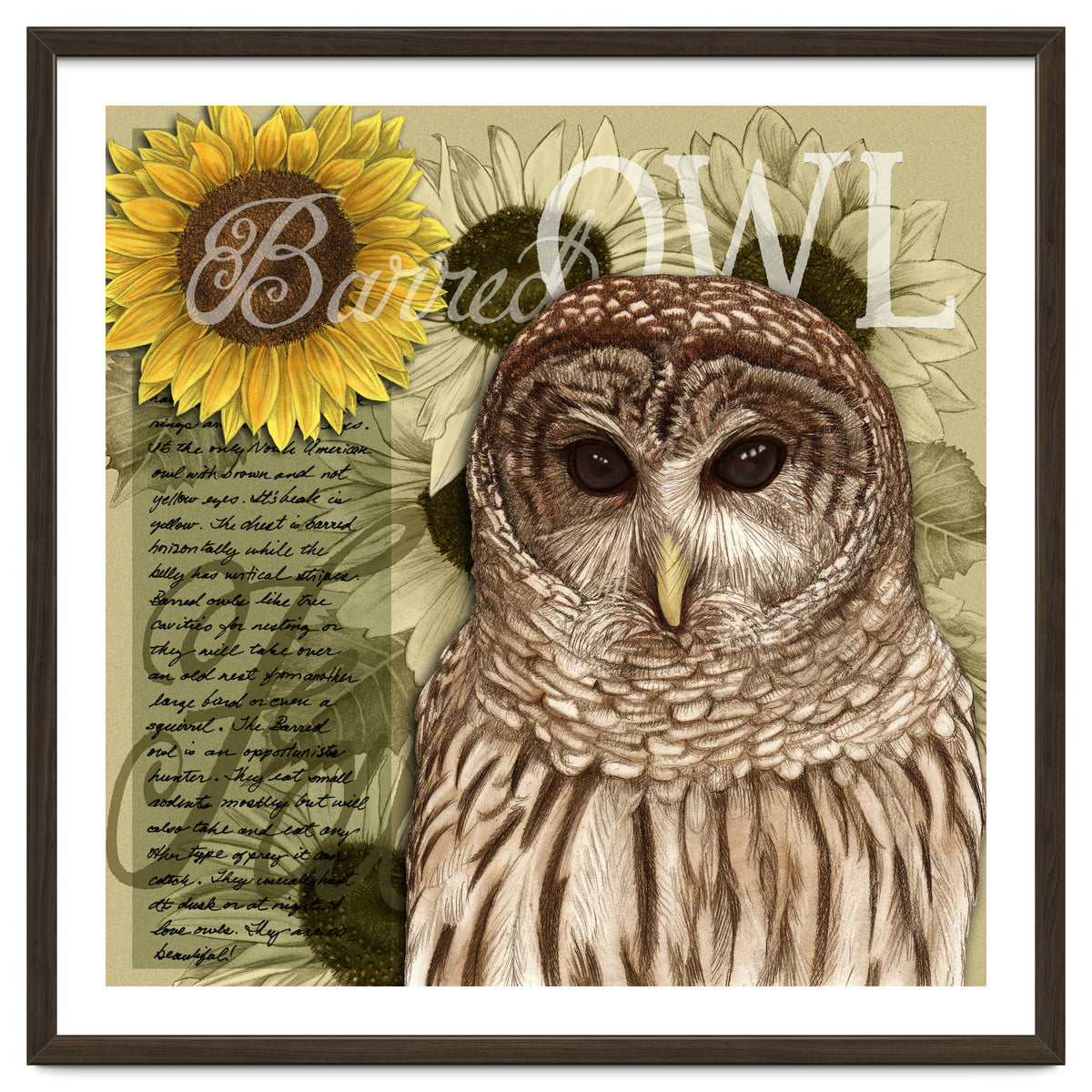 Sunflowers and Barred Owl