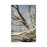Seashells And Driftwood  (Print Only) thumbnail