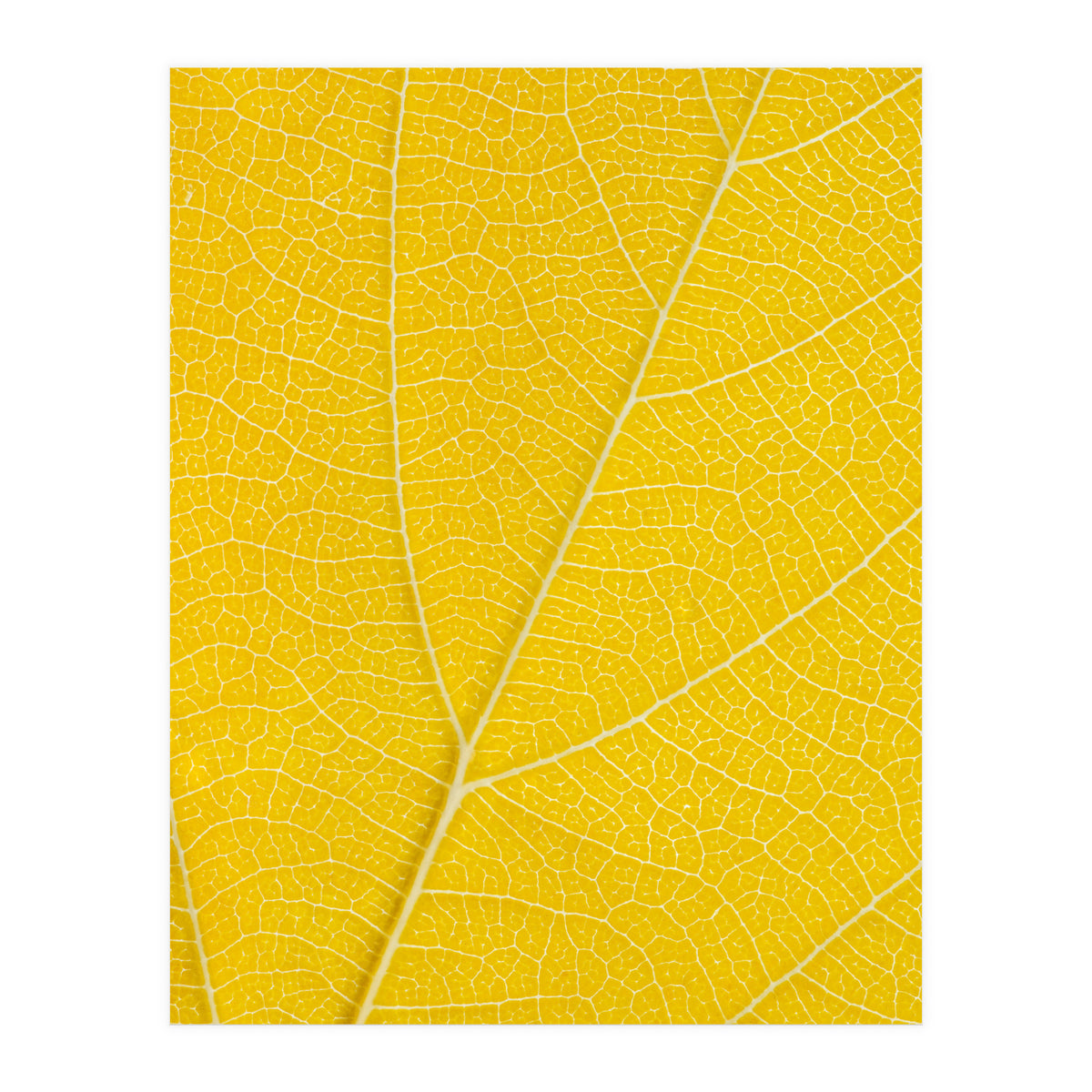 Autumn Leaf (Print Only)