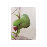 My Cute Parrot (Print Only) thumbnail