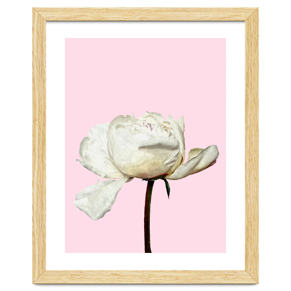 White Peony Pink Background