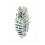 Botanical Illustration Cocos Palm (Print Only) thumbnail