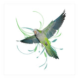 Flying quaker parrot (Print Only) thumbnail