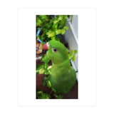 Gazing Parrot (Print Only) thumbnail