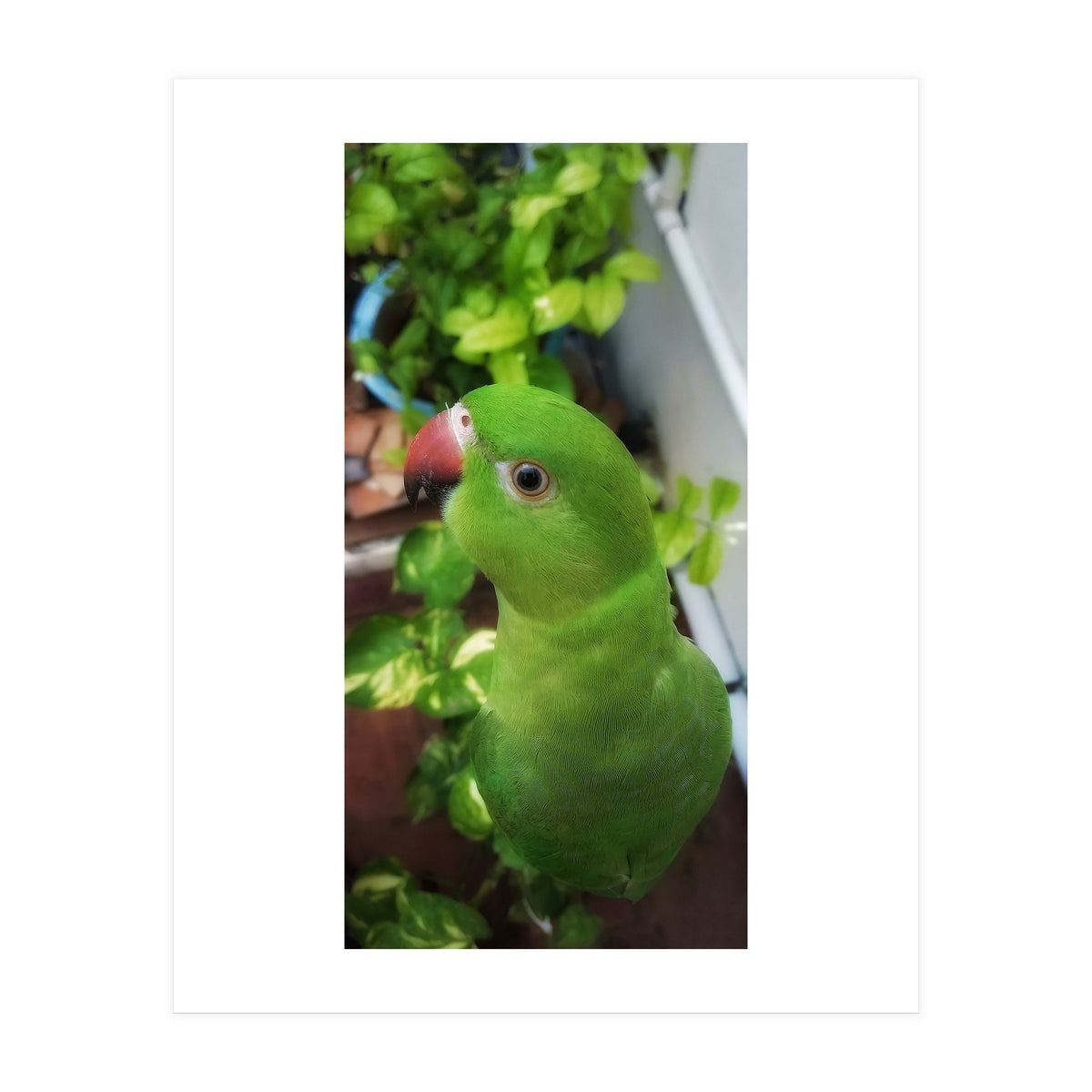 Gazing Parrot (Print Only)