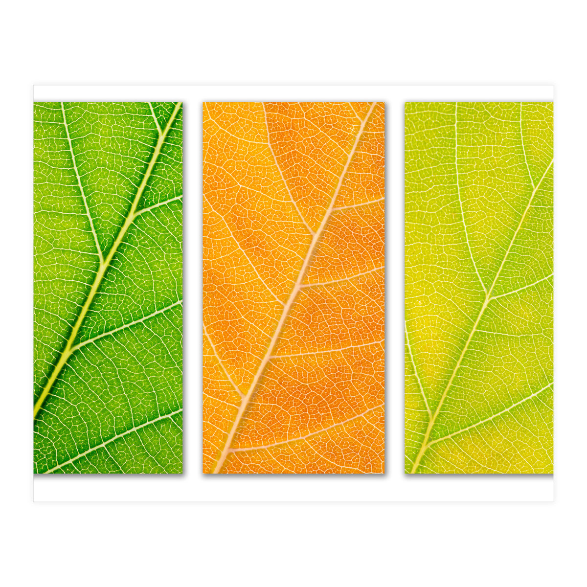 Autumn Leaves (Print Only)