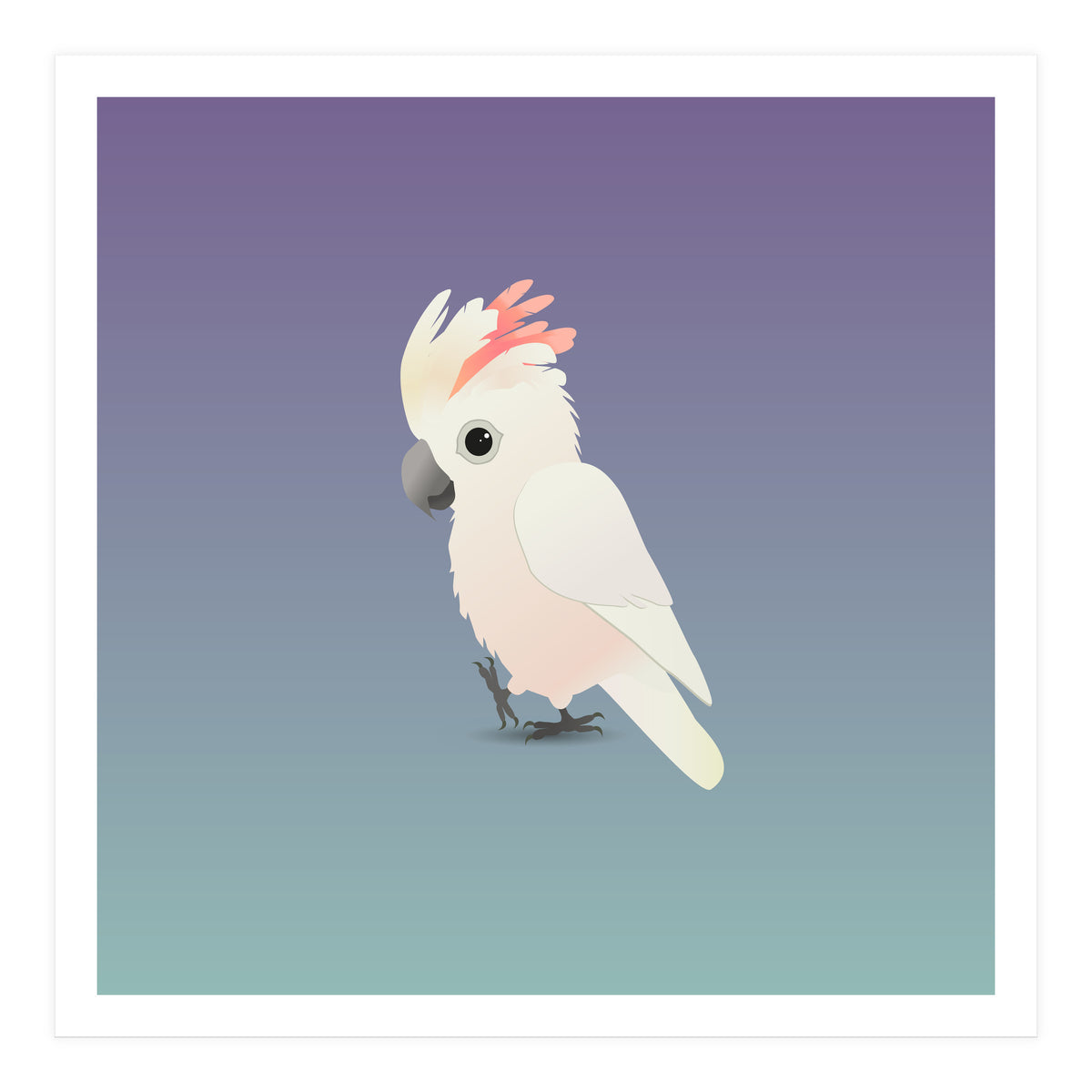 Salmon-crested cockatoo (Print Only)