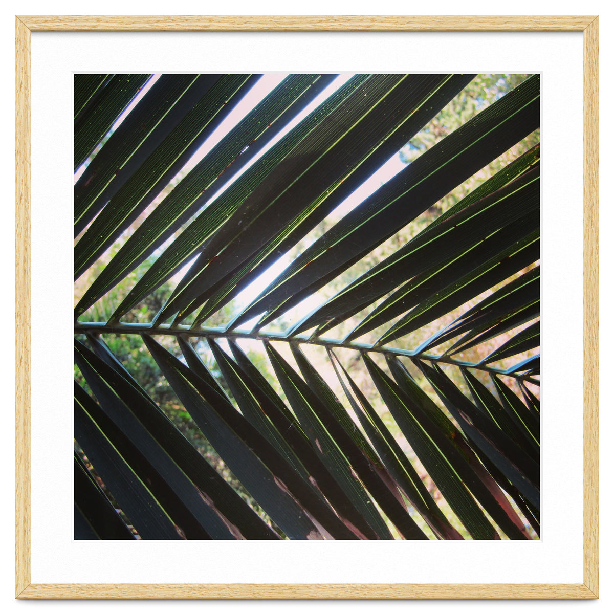 Palm leaf