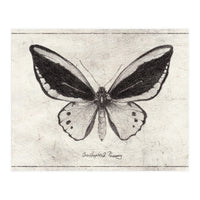 Ornithoptera Priamus (Print Only)