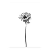 Anemone coronaria | bright design (Print Only) thumbnail