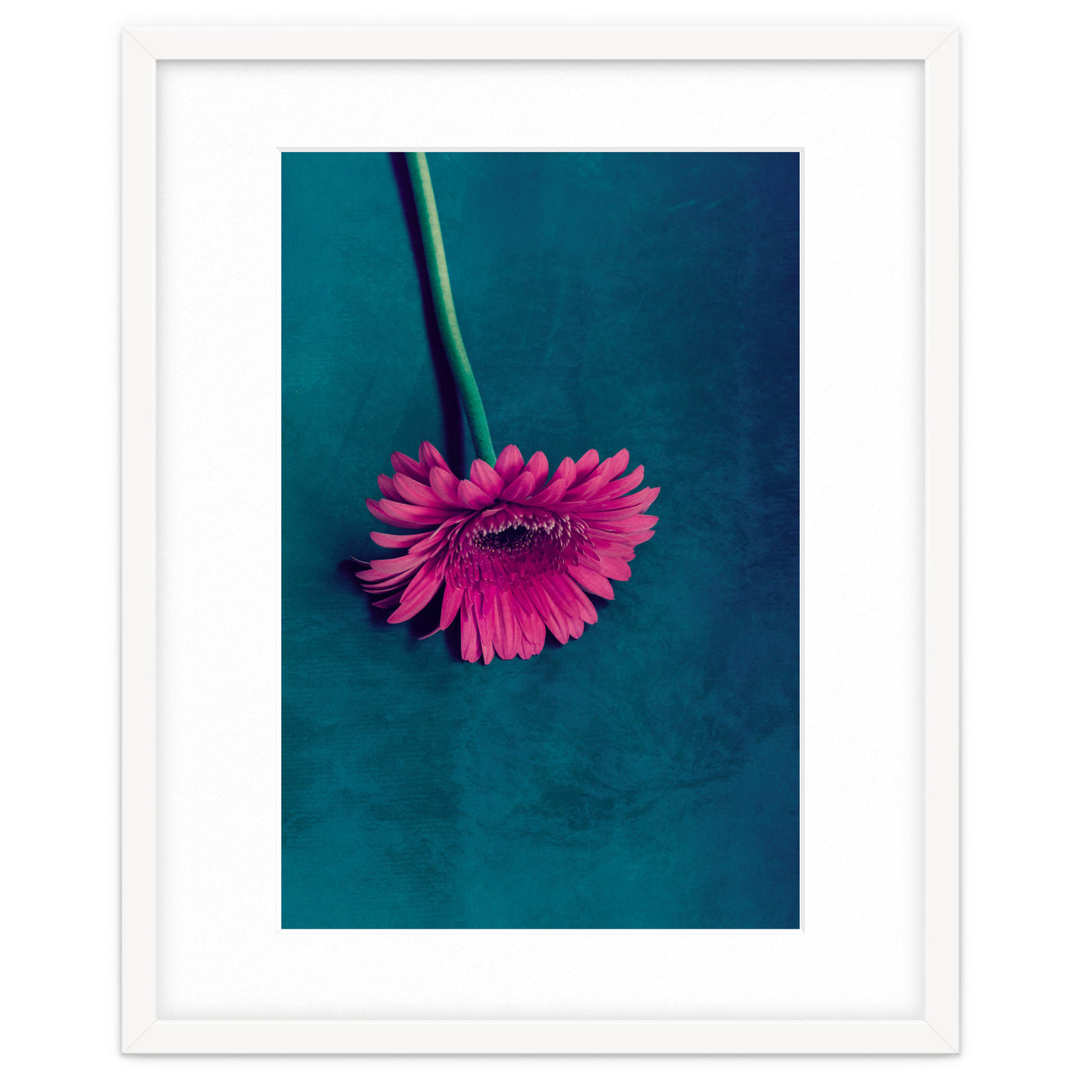 Gerbera for love