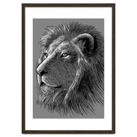 Sketch Lion