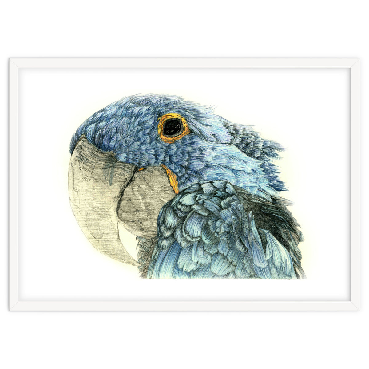 Blue Parrot