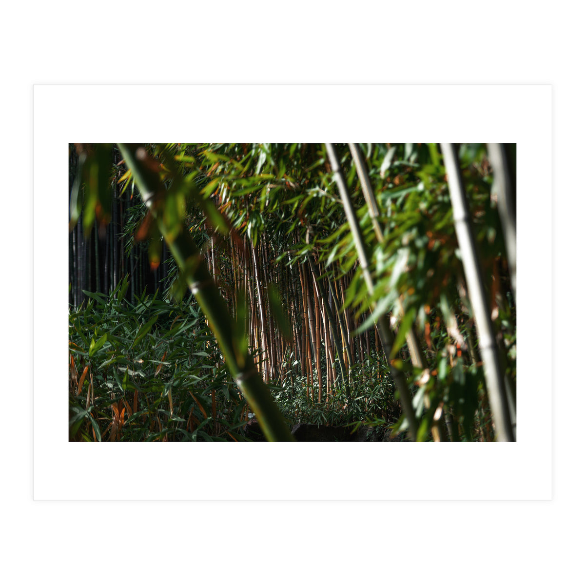 Scorpion (Print Only)