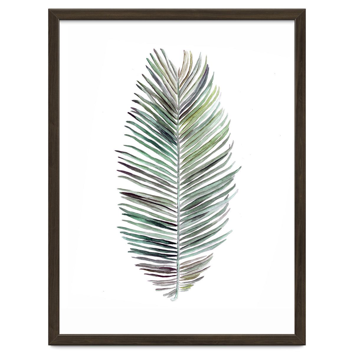 Botanical Illustration Cocos Palm