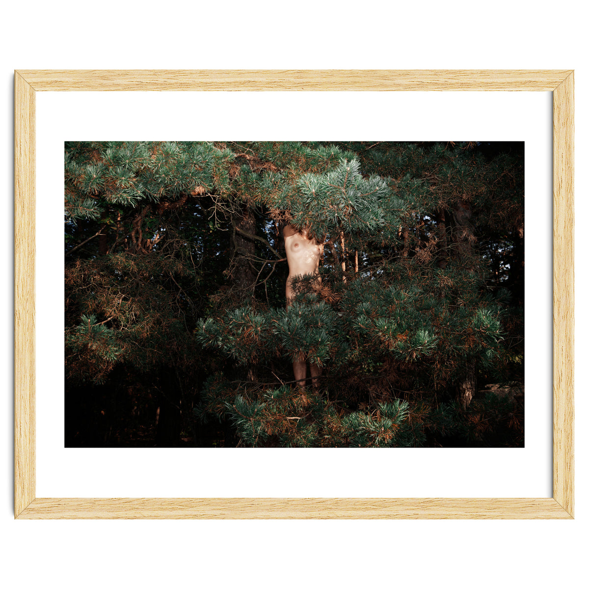 The Eyes of the Forest