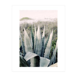 Pale Agave  (Print Only) thumbnail