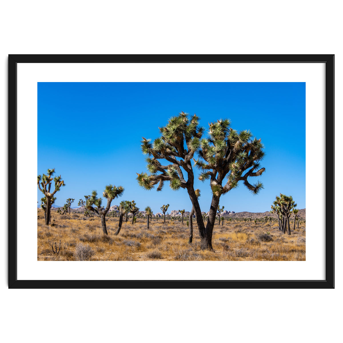 Joshua Trees
