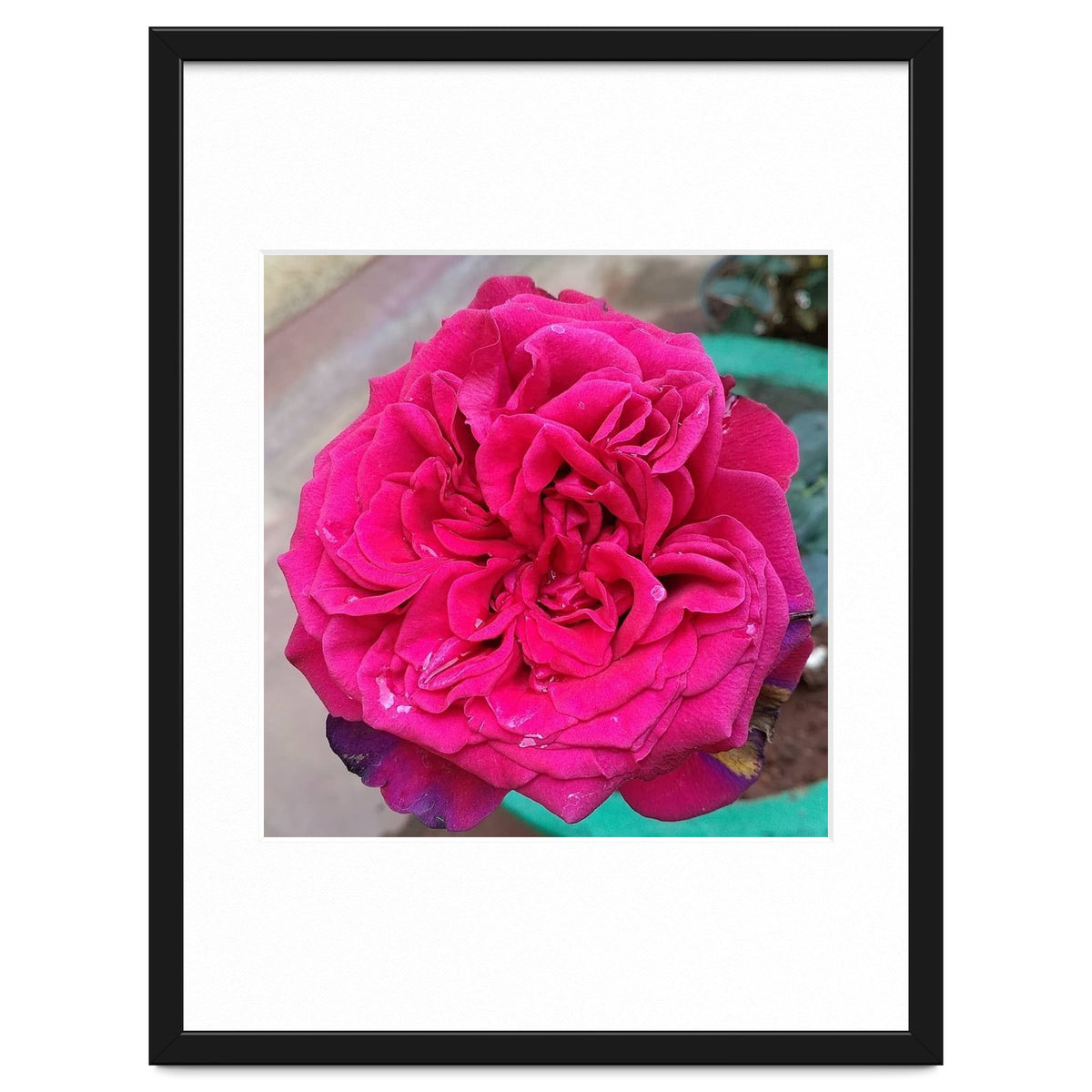 Beautiful Fragrant Rose