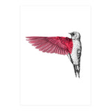 uccello rosso (Print Only) thumbnail