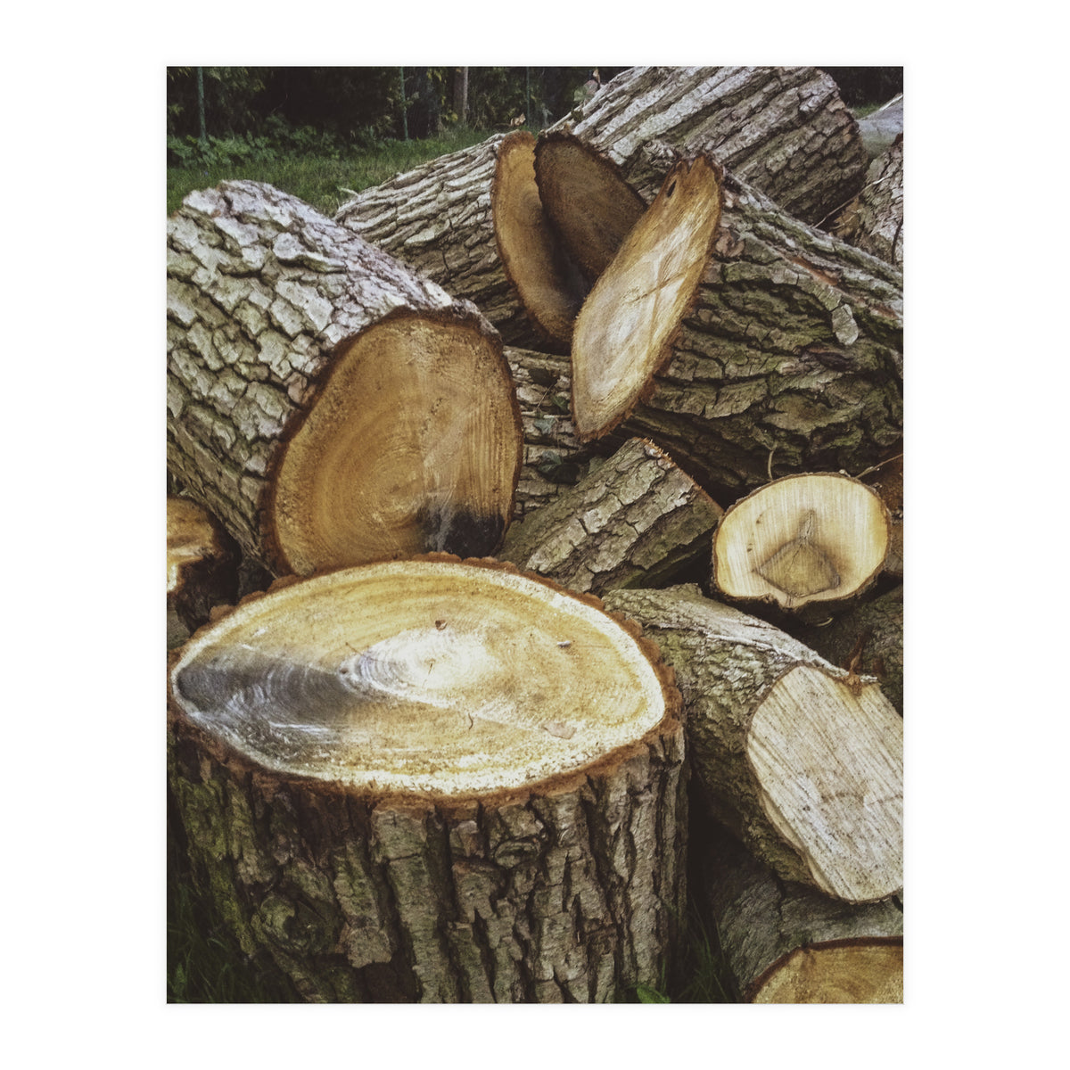 Bucolism 4 (Print Only)