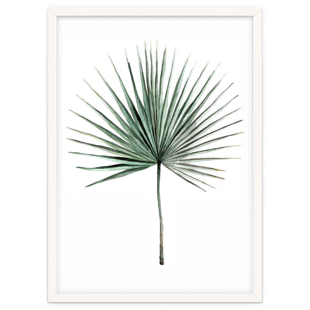 Botanical Illustration Fanpalm