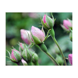 Roses  (Print Only) thumbnail