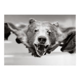 Bear Skin (Print Only) thumbnail