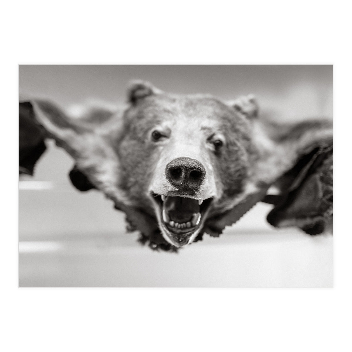 Bear Skin (Print Only)