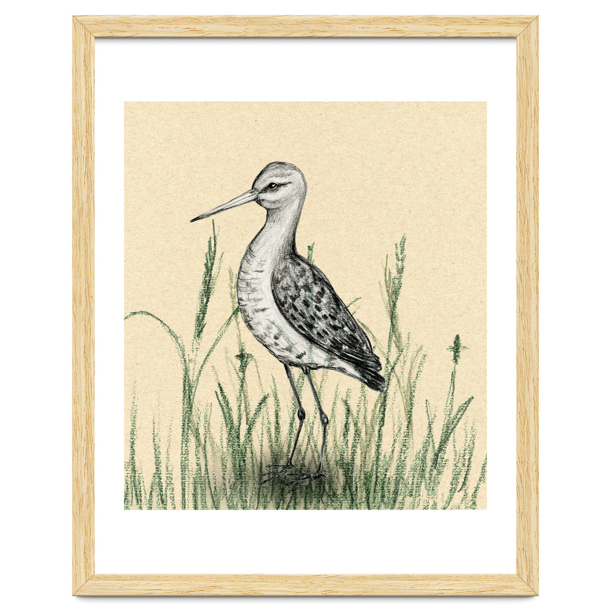 Black-tailed godwit in the grass