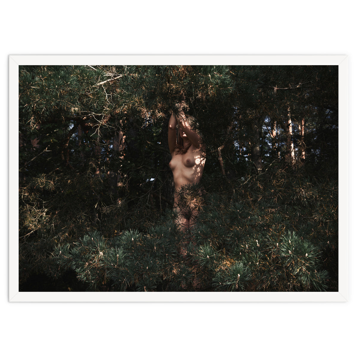 The Eyes of the Forest